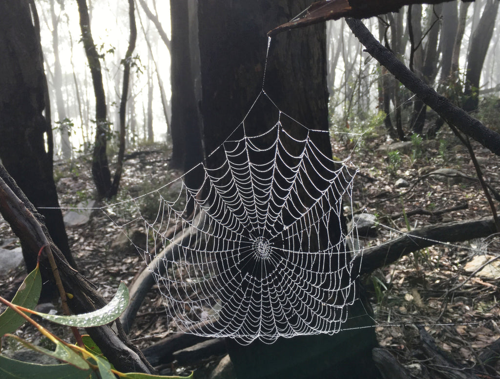 Talking of spider webs, silk, muslin and haiku.